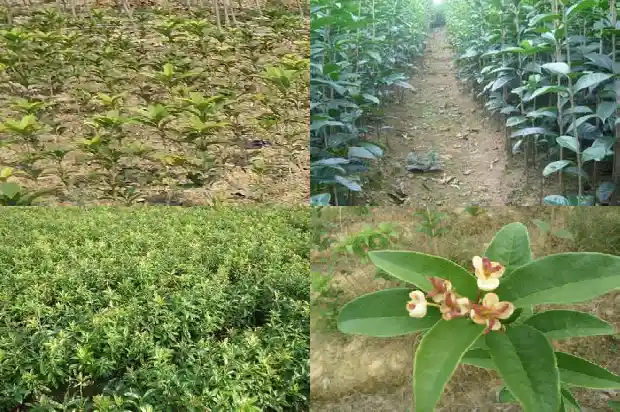 桂花树上结的果是什么1681874537571