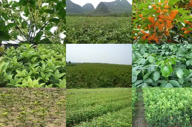 桂花树上结的果是什么1681874537666