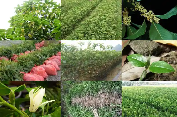 桂花树上结的果叫什么名字1681874657969