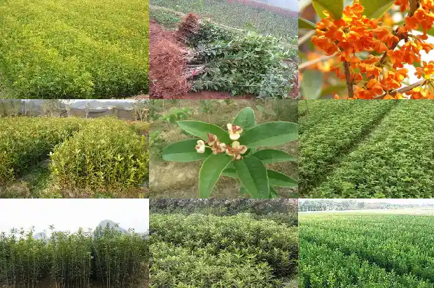 桂花树上结的果实是什么1681874685097
