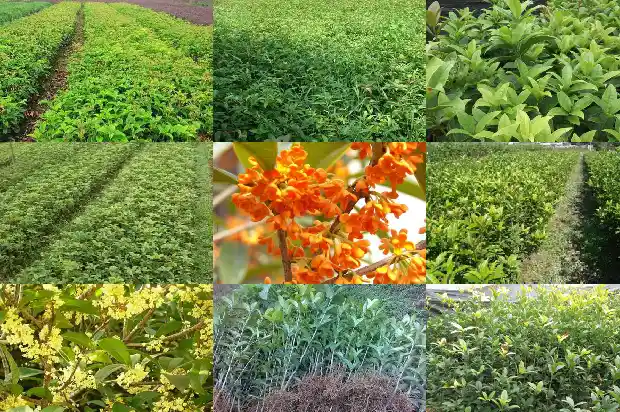 桂花树上结的果实是什么1681874685144