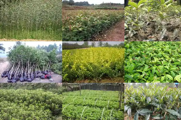 桂花树上结的果实是什么1681874685192