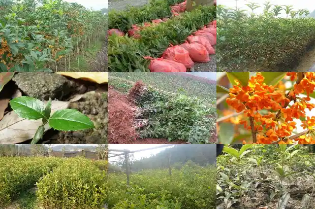 什么品种桂花好养1690590354250