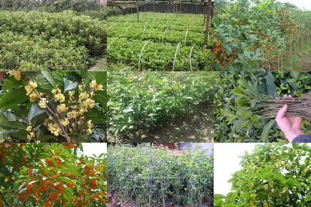 桂花树长的果子是什么颜色1681874716975