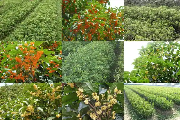 两颗桂花树可以种在一起吗1690763636631