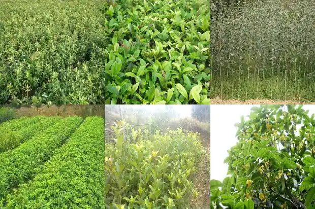 桂花树上的果实有毒吗1681949653721
