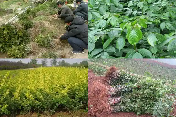 桂花树上的果实有毒吗1681949653817
