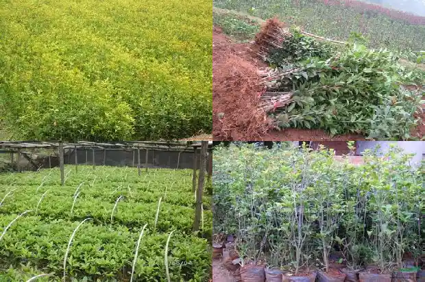 桂花树上的果实是啥1681949742622