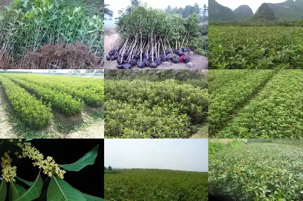 桂花树上的果实是啥1681949742717