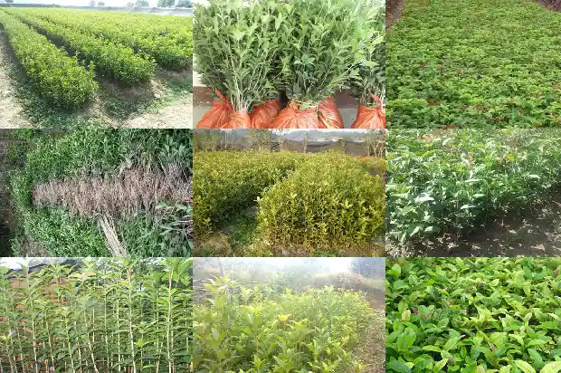 桂花树的果子是什么样子的1681949857849