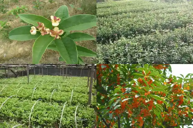 桂花树的果子是什么样子的1681949857897