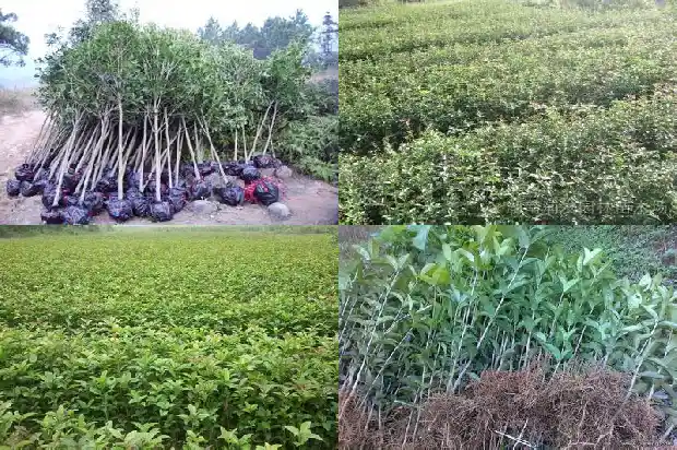 桂花树几年才结果1681949959780