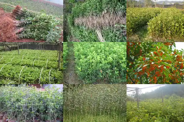 食材桂花哪里有卖1689035017474