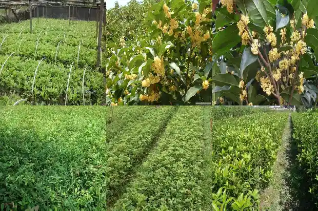 桂花树多少年结果1681950186384