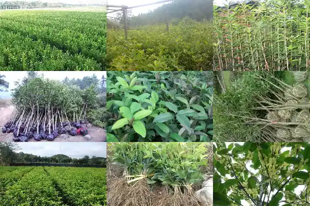 桂花树的寿命最长多少年1681950298091