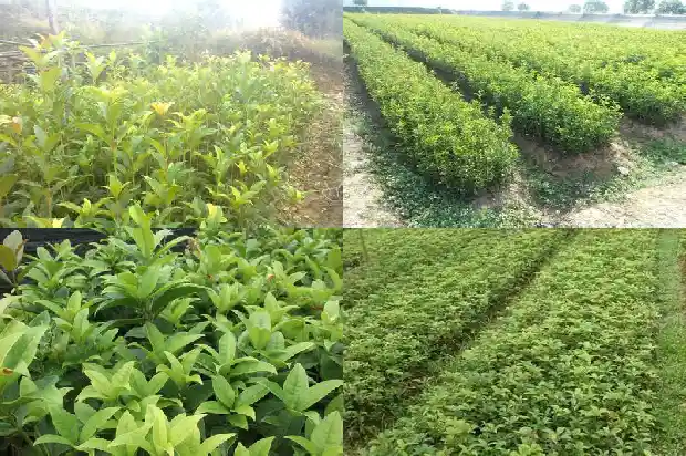 桂花树的果实是什么?1681950416586