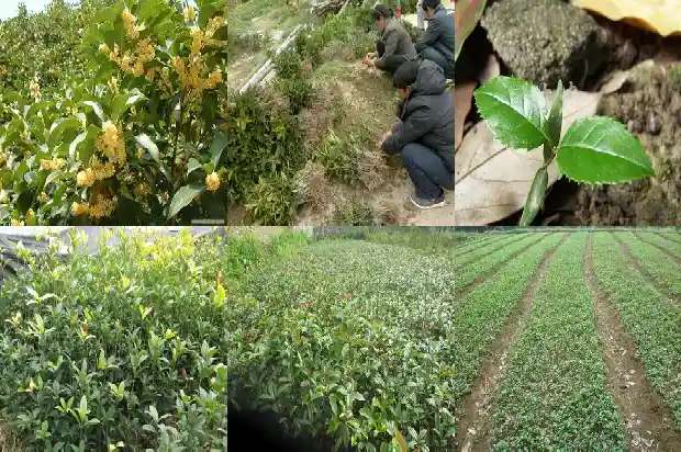 桂花树的果实是什么?1681950416633