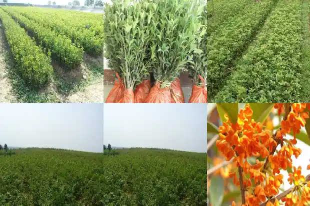 桂花树果实叫什么名字来着1681950554520