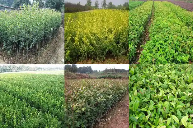桂花树结的果叫什么名字啊1681950642291