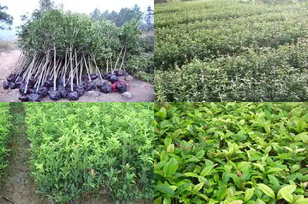 桂花树结的果叫什么名字啊1681950642338