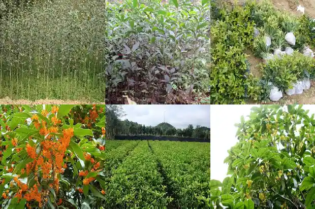 桂花树的果实像什么比喻句1681950745496