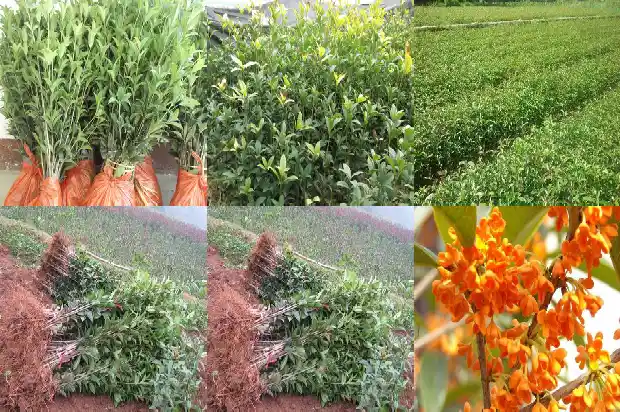 桂花树的果实像什么比喻句1681950745542