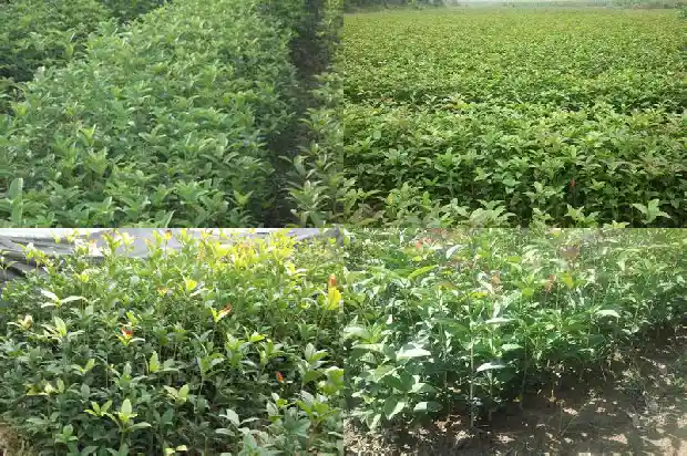 精品桂花树价格多少钱一棵1689838568750
