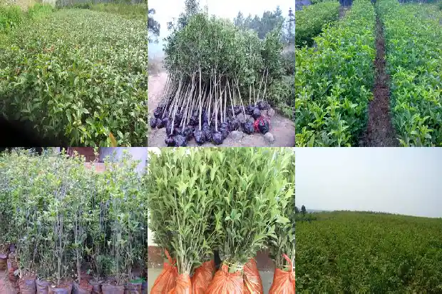 桂花树的果子能发芽吗1681950869904