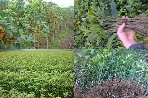 桂花树的果子能发芽吗1681950869951