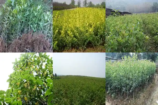 桂花树果子会发芽吗1681950955930