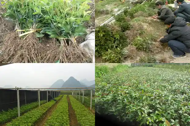 桂花树果子会发芽吗1681950955978