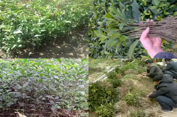 桂花佛顶珠的养殖方法1690850204828