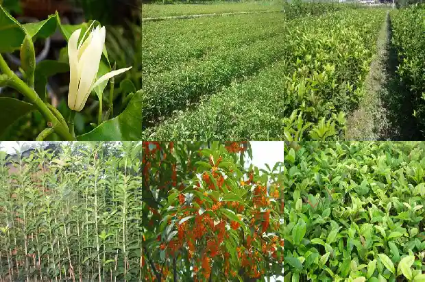 桂花果可以发芽吗1681951038728