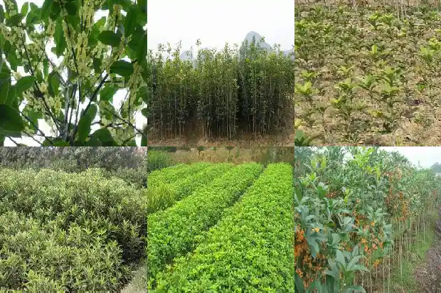 桂花果可以发芽吗1681951038776