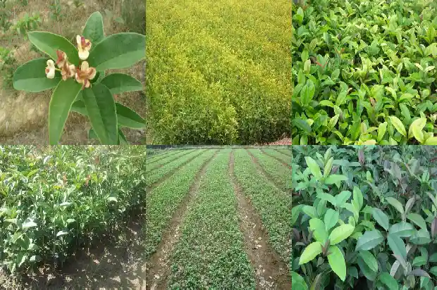 桂花树有果实吗?1681951244176