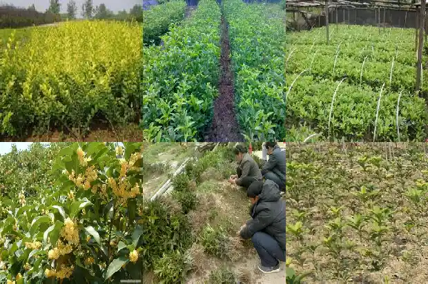 桂花树有果实吗?1681951244271