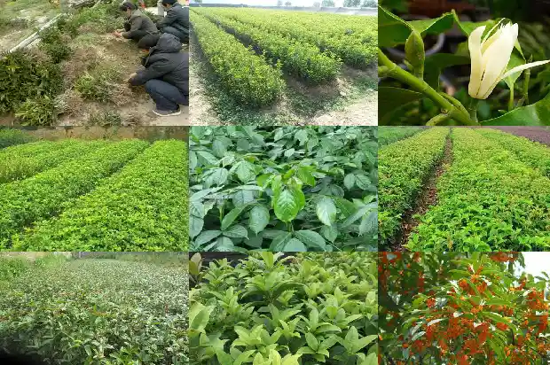 栽的桂花树怎样看成活率1688861943031