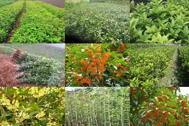 桂花树结果能种吗1681951329026