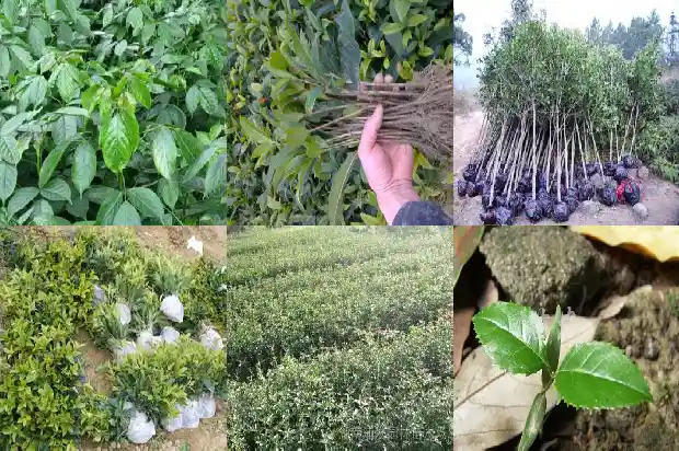 26公分桂花树的价格是多少元一棵1690677650630