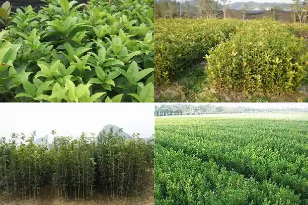 桂花树结的果实成熟了可以摘吗1681951415549