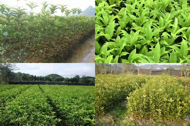 桂花树的果实在什么时候结1681951515774