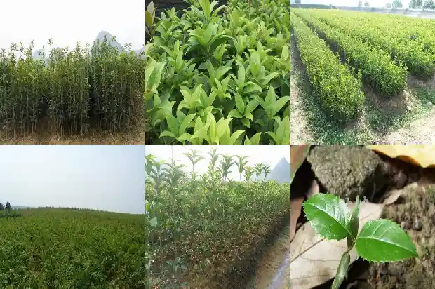 桂花树的果实在什么时候结1681951515869
