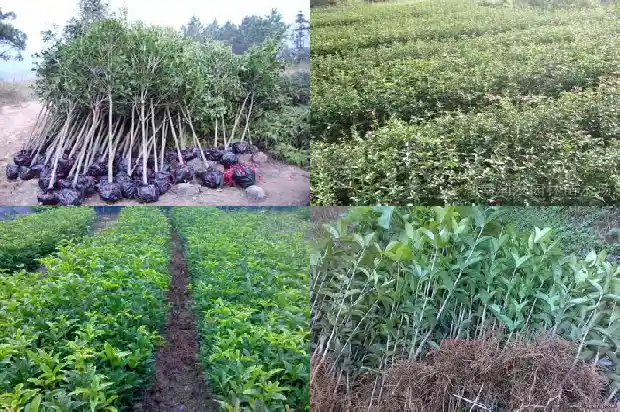 桂花树的果实在什么时候结1681951515916