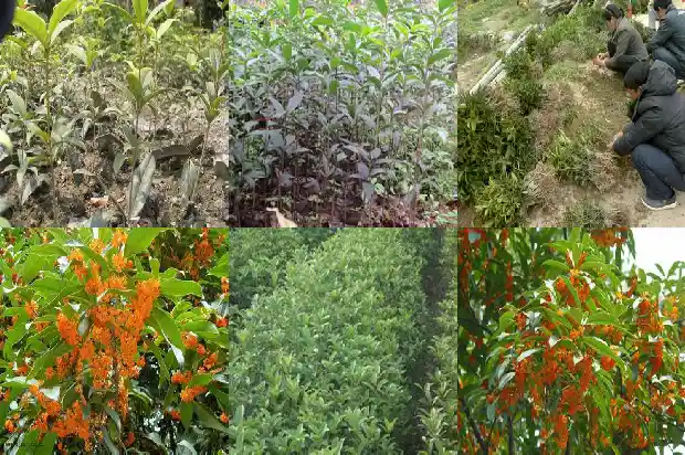 桂花树实生苗几年开花一次1681951599692