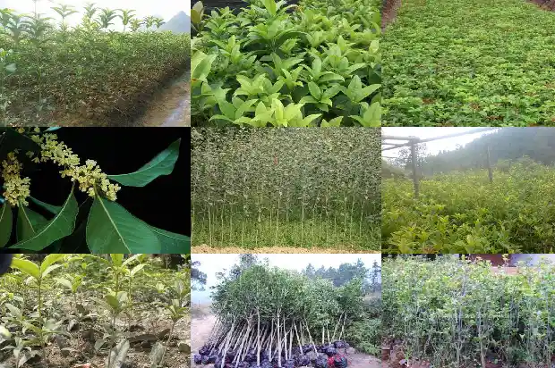 桂花树种子育苗几年会开花?1681951800408