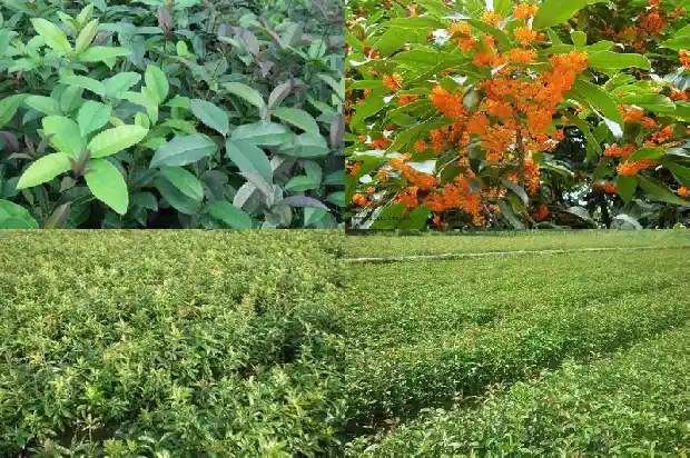桂花树种子育苗几年会开花?1681951800456