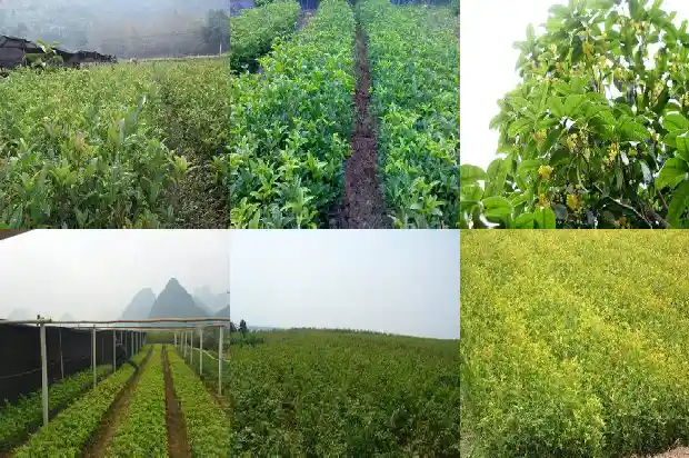 桂花树种怎么发芽快1681951896423
