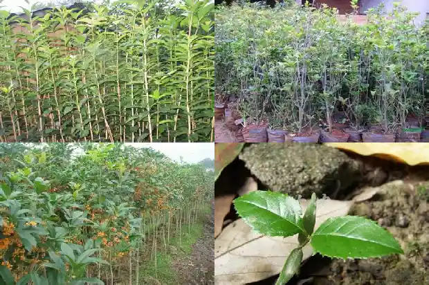 桂花树种怎么发芽快1681951896471