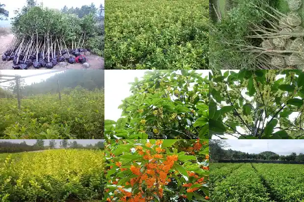 桂花树什么时间拉枝最好呢1688433095161