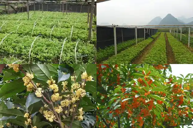 桂花树种怎么发芽快1681951896567